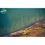 Piatnik Puzzle Piatnik Letíme na jih 1000d