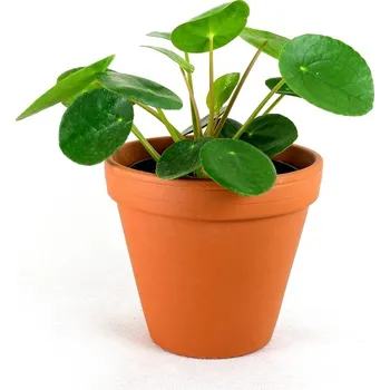 Gardners Pilea peperomioides, průměr 12-13 cm Chinese money plant, palačinková kytka