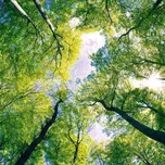 Dimex Fototapeta na podlahu - Stromy…