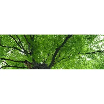 Fototapeta Samolepicí fototapeta na kuchyňskou linku Koruny stromů KI180-046 / Fototapety do kuchyně Dimex (180 x 60 cm)