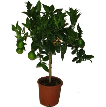 Sazenice Střední strom pomerančovník Orange