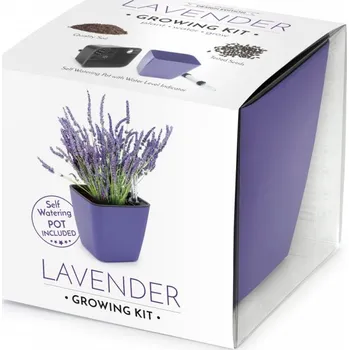 Semeno Domestico Vypěstuj si levanduli dárková sada 13 x 13 cm