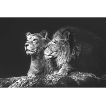 Obraz Obraz na plátně Lion Couple 100x150cm