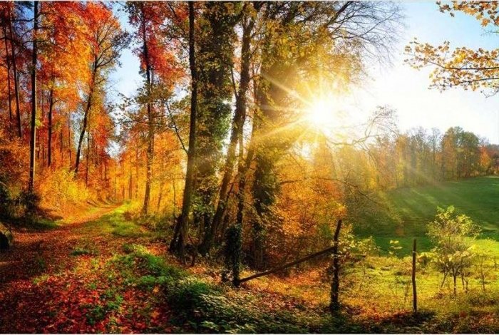 DIMEX | Vliesové fototapety na zeď Procházka lesem MS-5-0065 | 375 x 250 cm| oranžová, zelená + Vliesová fototapeta na stěnu DIMEX Procházka lesem MS50065 v rozměru 375 x 250 cm + lepidlo zdarma