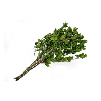 Pitosporum Green - zelená