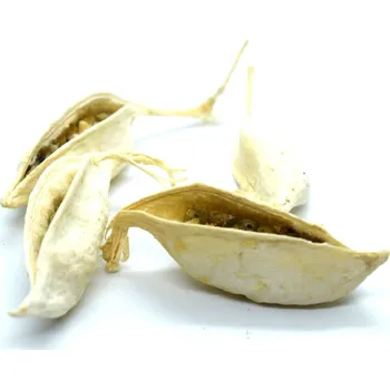 umělá květina Drydec.cz Brachyciton populneus bleached 4ks