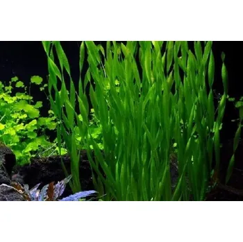 Akvaristika Vallisneria torta (Svazek Ø 2,5 cm)