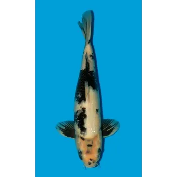 Krmivo pro rybičky Shiro Utsuri JK 20210006