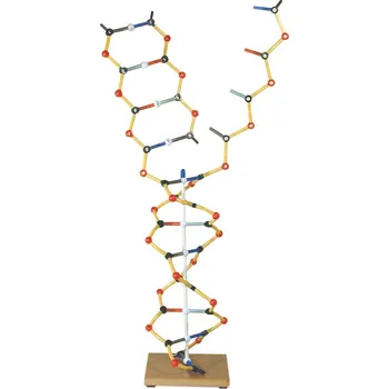 anatomický model DNA-RNA model