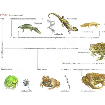 Encyklopedie SEV Divizna Klíč k určování obojživelníků