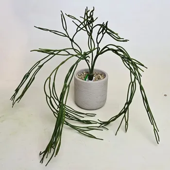 umělá květina Umělý Rhipsalis Bush 65cm - Do interiéru