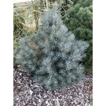 Sazenice Pinus monophylla WB, borovice