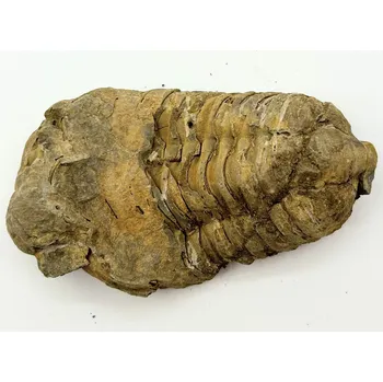 Magieprirody.cz Fosilie Trilobit Calymene Flexicalymene 85 mm #237