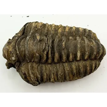 Magieprirody.cz Fosilie Trilobit Calymene Flexicalymene 70 mm #299