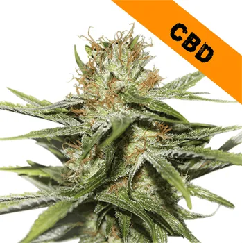 Semeno CBD Critical XXL Auto - Seed Stockers ks: 1