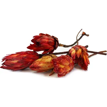 Zahradní dekorace SU Repens Bud červený 700ks (708226)