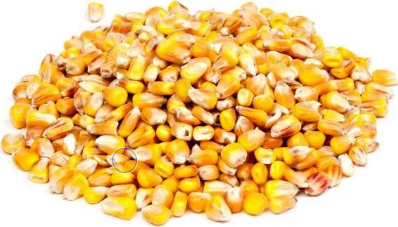 KUKUŘICE krmná, 50kg