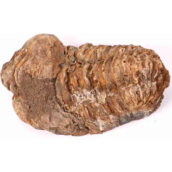 Magieprirody.cz Fosilie Trilobit Calymene Flexicalymene 75 mm #199