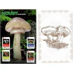 Mičanek Kvarteto houby