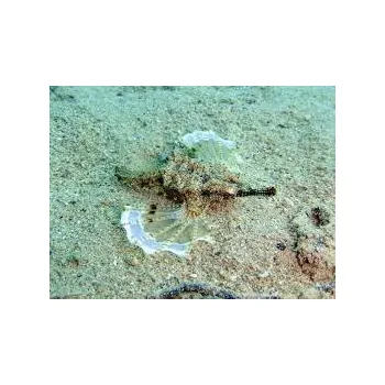 Maso a ryba Eurypegasus draconis