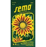 SEMO Gazánie Daybreak Red Stripe…