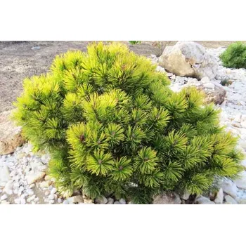 Sazenice Pinus mugo 'Ophir'