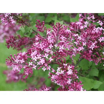 Sazenice Syringa x 'Bloomerang® Dark Purple' C10L KM90