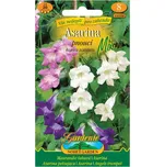 Nohel Garden Asarina pnoucí směs barev…