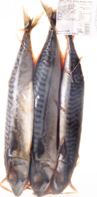 Makrela kuchaná
