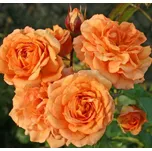 Kordes Roses Pálava půdopokryvná růže 2…