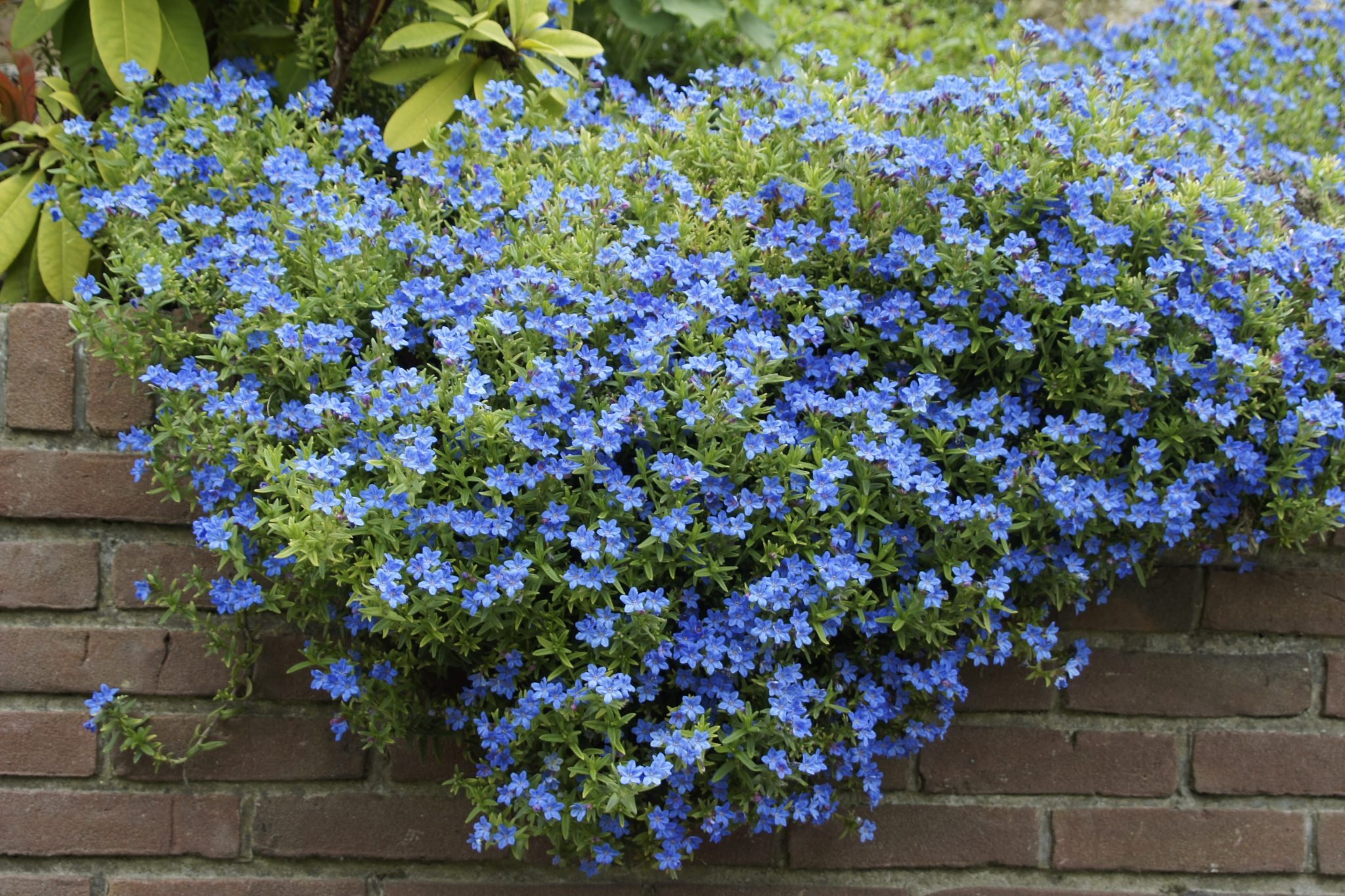 Lithodora diffusa Kamejka větvená – TRVALKA, Půdopokryv
