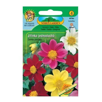 Semeno Nohel Garden Jiřinka proměnlivá jednoduchá směs 70 semen