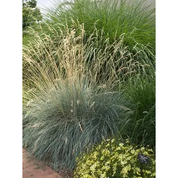 Sazenice Helictotrichon sempervirens 9x9x8