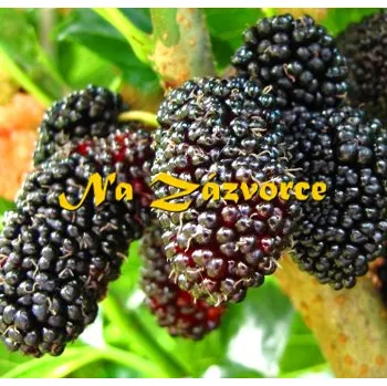 Sazenice Moruše ČERNÁ 'Illinois Everbearing' (Morus nigra 'Illinois Everbearing') P9