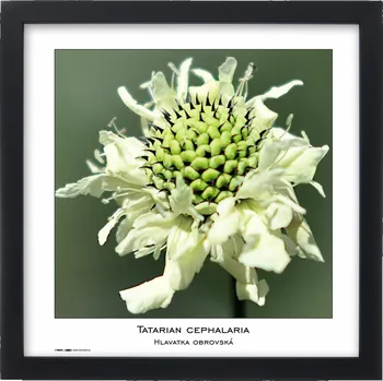 Rám na obraz Tradag Rámeček Natura černý 30x30