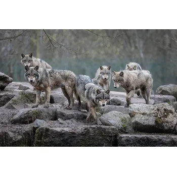 Plakát Plakát, Obraz - Wolf - Grey Wolves