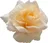 Látková růže k aranžování 7 cm, oranžová/bílá