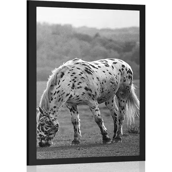 Plakát Dovido Plakát kůň na louce v černobílém provedení