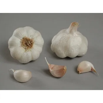 Sazenice Vilmorin Therador sadbový česnek 8 ks