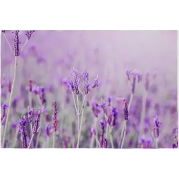 Koupelnová předložka Předložka koupelnová 45x70 cm