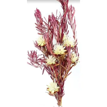 umělá květina Plumosum stabilizované 150 g, červené