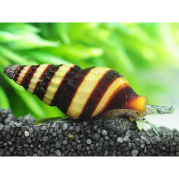 Příroda Clea helena - Anentome helena