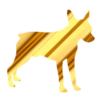 Polep vozidla SAMOLEPKA Pes 178 pravá pražský krysařík (81 - chrom fólie zlatá zrcadlová) NA AUTO, NÁLEPKA, FÓLIE, POLEP, TUNING, VLASTNÍ TEXT, TISK, AUTOSAMOLEPKY.cz, POLEPY, OBRÁZEK, LOGO, SAMOLEPKY