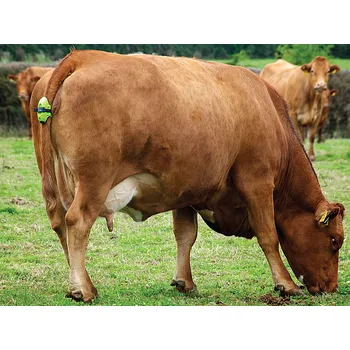 Senzor porodu MOOCALL