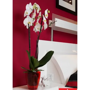 Květináč na orchideje průhledný červený 16,5x12x12 cm