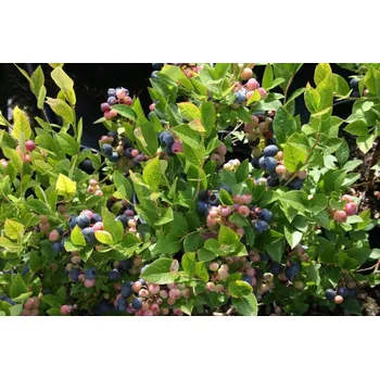 Sazenice Vaccinium cor. ´Brigitta´ C2L 30-40 CM