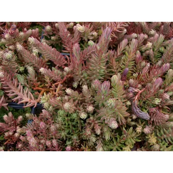 Sazenice levandule-online.cz Rozchodník skalní - Sedum reflexum Silver