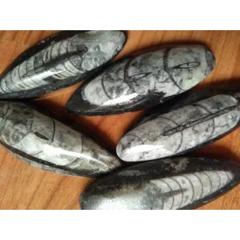 Fosilie Orthoceras (fosilie) černý velký