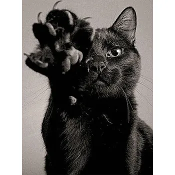 Diamantové malování Čína Diamantové malování - motivy koček- kulaté diamanty III Rozměry: 20x25 cm, Varianta: M