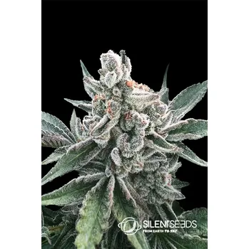Semeno Silent Seeds Polar Gelato Auto by Sherbinskis Balení: 3ks